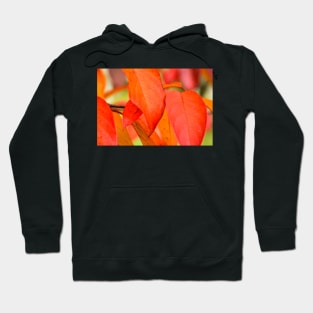 orange leaves Hoodie